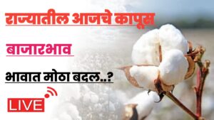 आजचे कापुस बाजार भाव cotton price today..