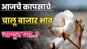 Cotton today price