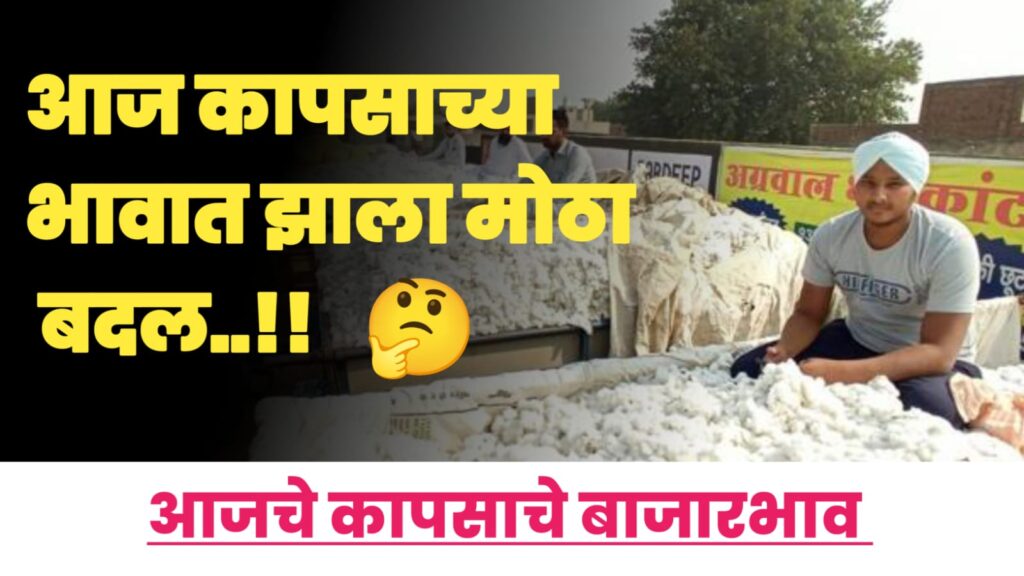 today cotton price