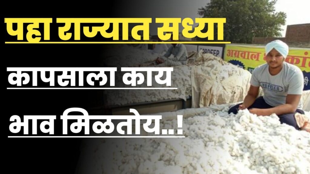 Cotton rate mharashtra