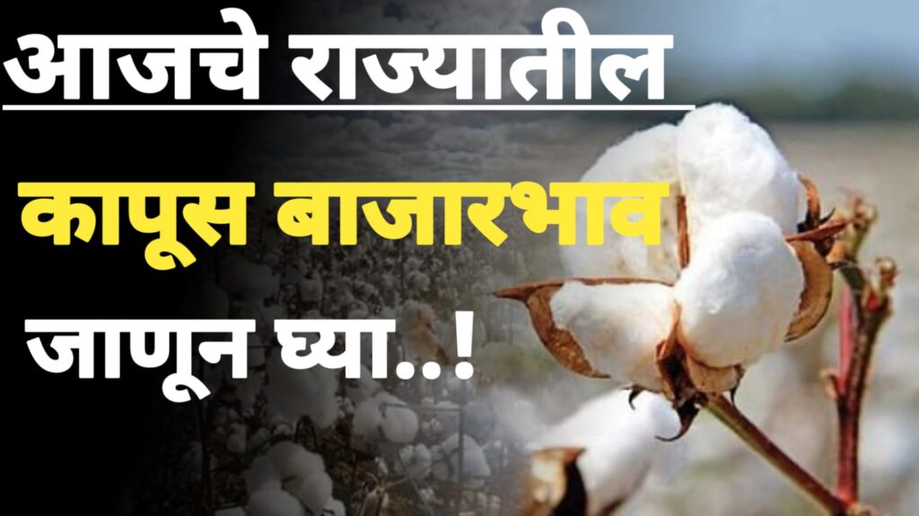 Market cotton rate: आजचे राज्यातील कापसाचे भाव