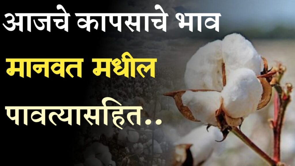 Cotton market rate : आज कापसाला किती भाव