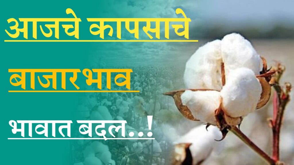 Cotton rate आज कापसाला काय बाजार भाव