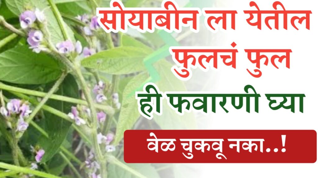 सोयाबीन ला येतील फुलच फुलं